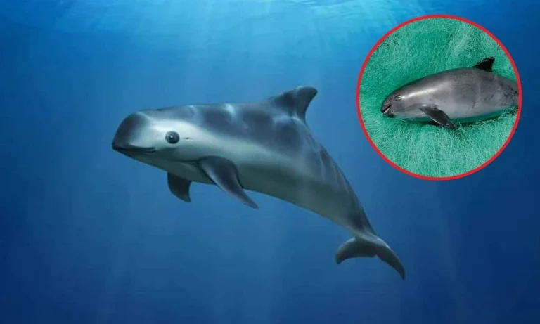 This Is The Rarest Mammal In The World With Only 10 In Existence | Tragic Decline of Vaquita!