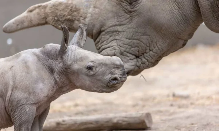 White Rhino “Ozzy” Born In California The Same Day Rock Legend Ozzy Osbourne Died!