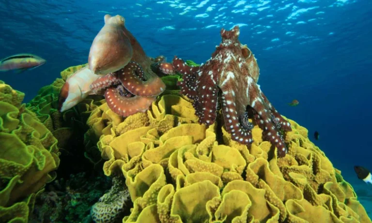 Scientists Discovered An Underwater Octopus City "Octlantis" - Complete with Homes and Neighbours!