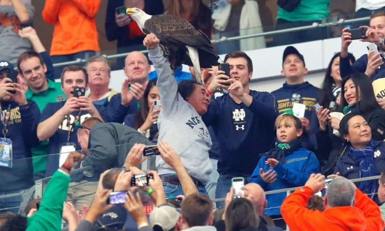 An Eagle Landed On The Only Native American In The Crowd At A Football Game!