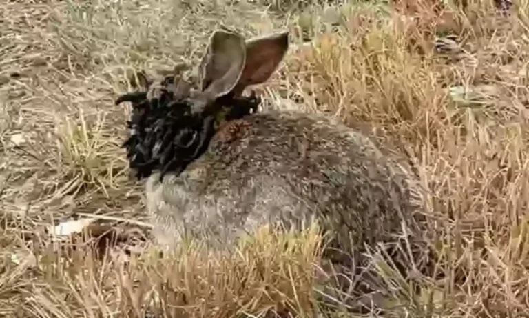 Experts Issue Warning As Infected "Frankenstein" Rabbits With 'Tentacles' Have Invaded The US!