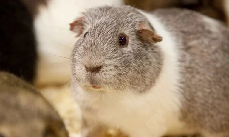 "Randy the Guinea Pig" Broke Into A Female Enclosure And Impregnated 100 Females!