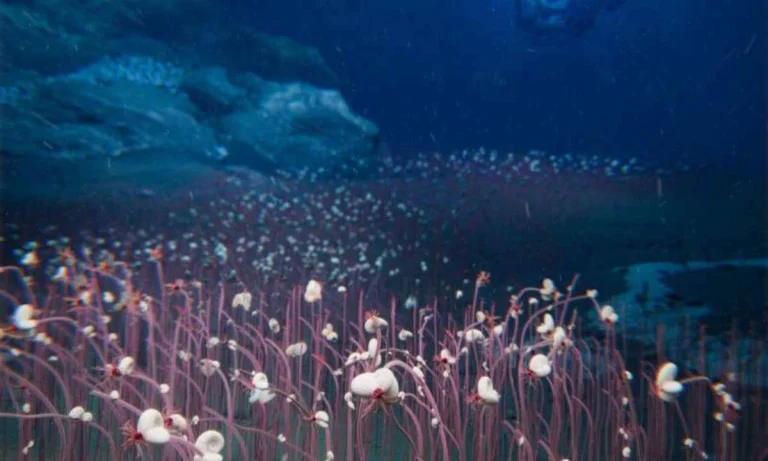 Scientists Found Deepest-known Communities Of Life In Ocean Trenches 9000m Below The Pacific!⁠